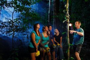 Daintree Rainforest Night Walk from Cape Tribulation - Attractions